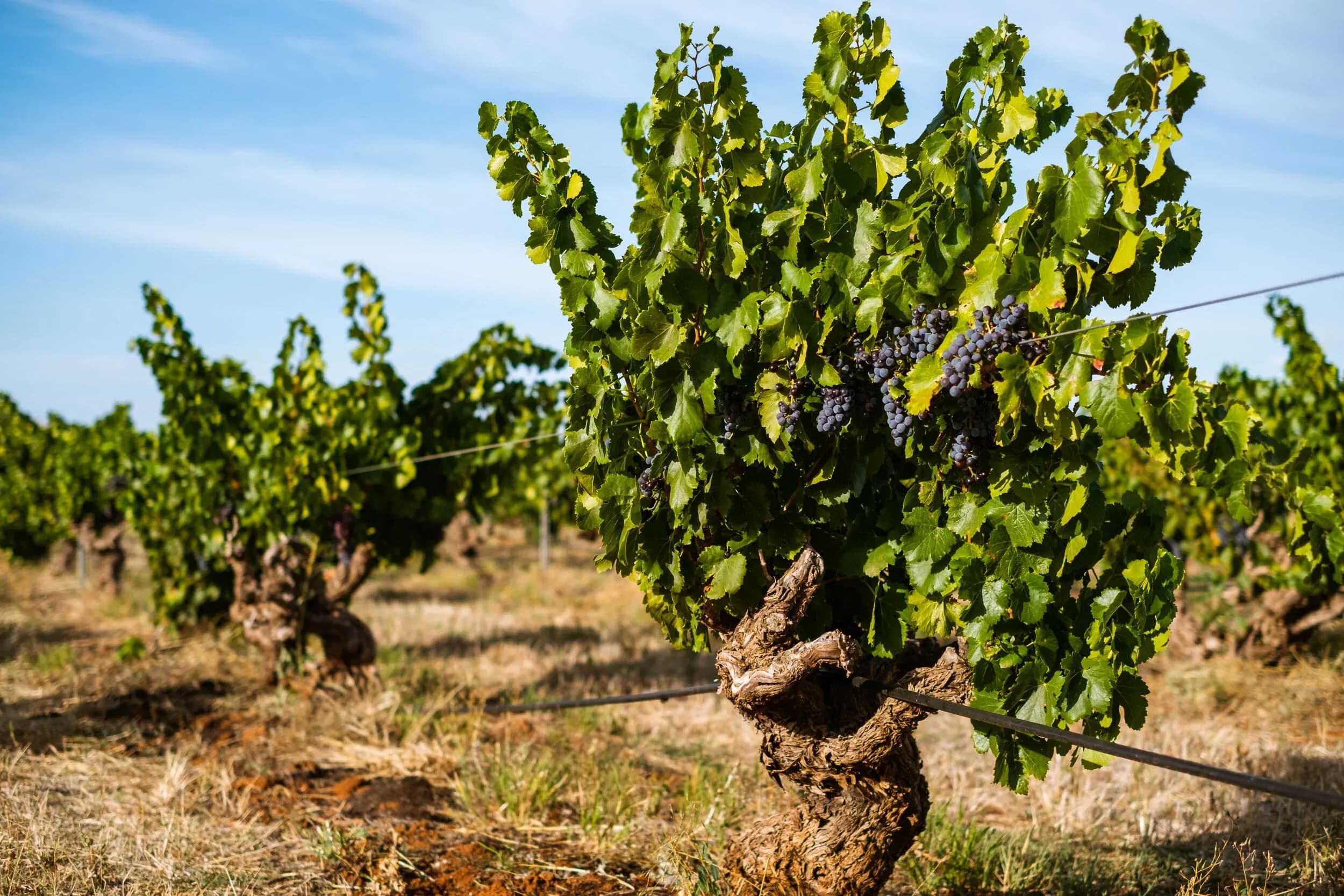 Grape vine laden with dark clusters in sunny vineyard