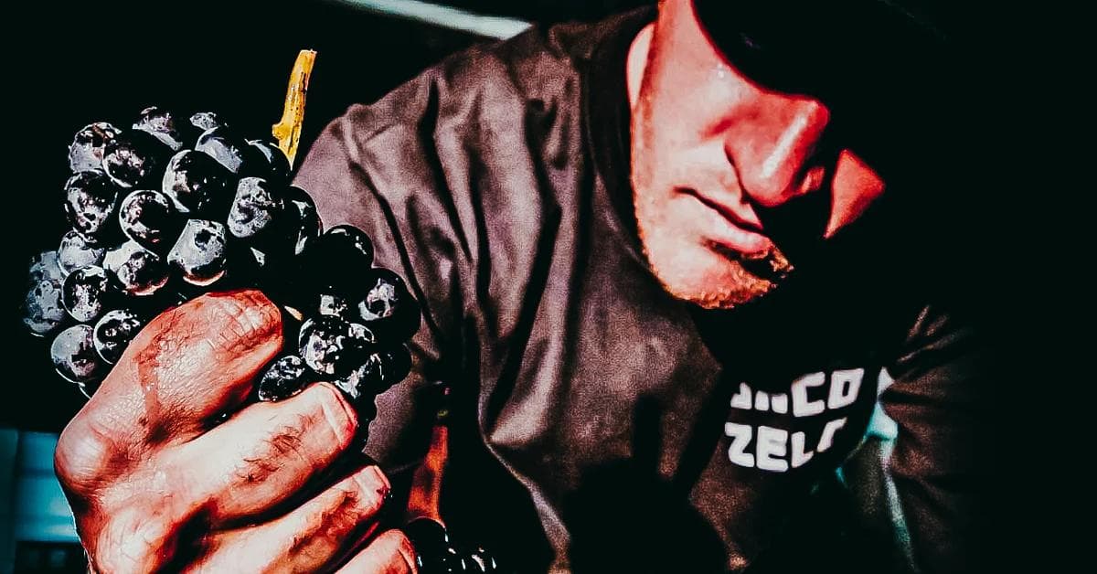 Winemaker holding freshly picked dark grapes at harvest