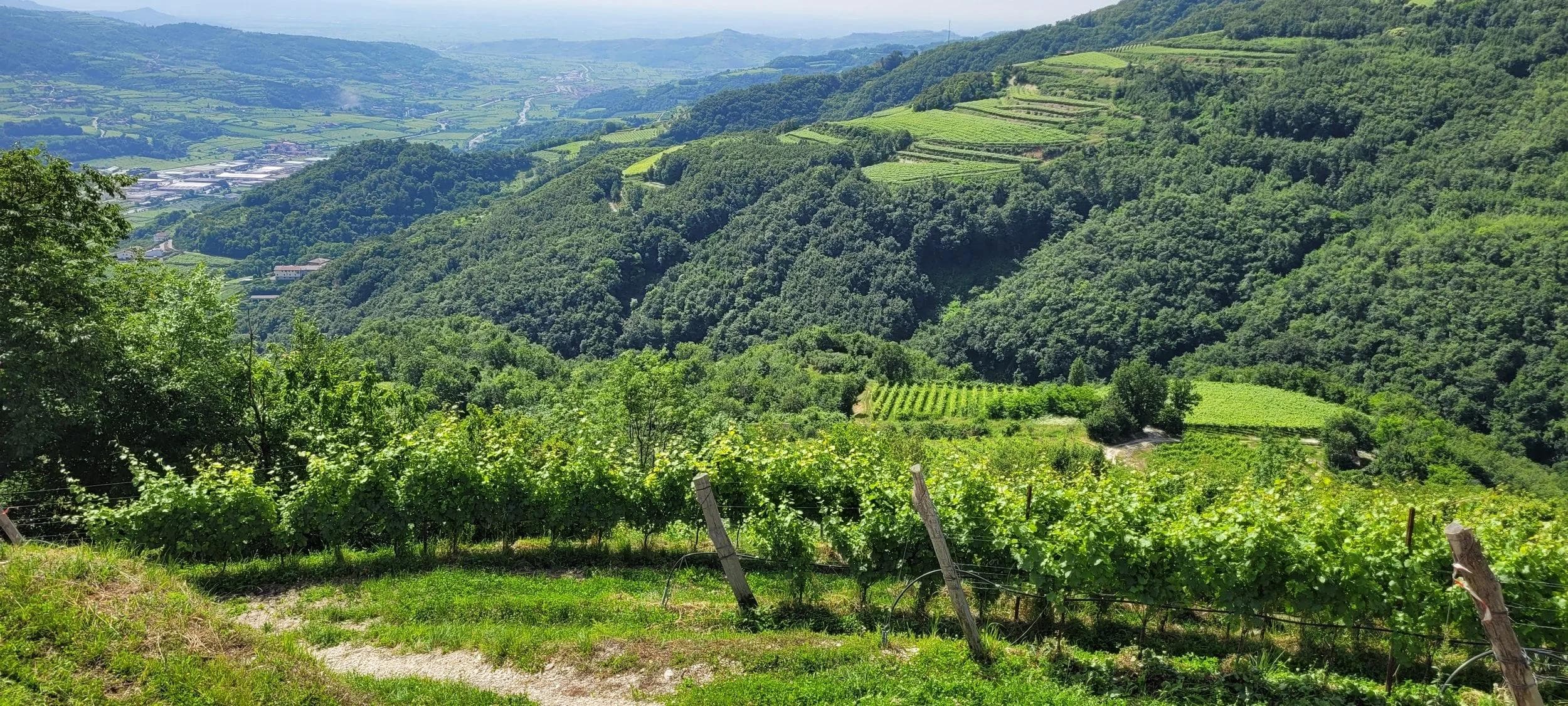 Terraced hillside vineyards overlooking a green valley landscape