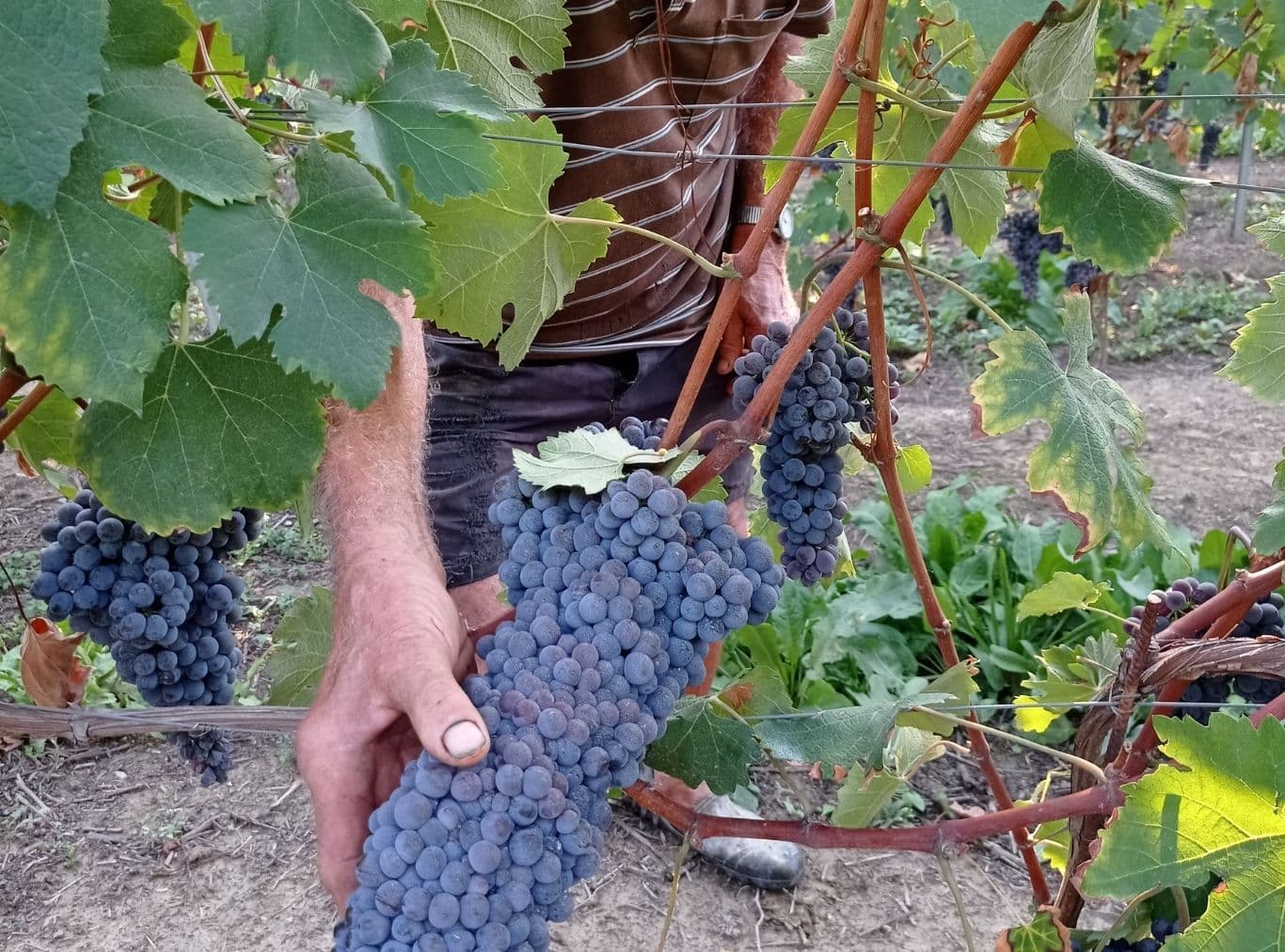 Hand harvesting dark grape clusters from vineyard vines